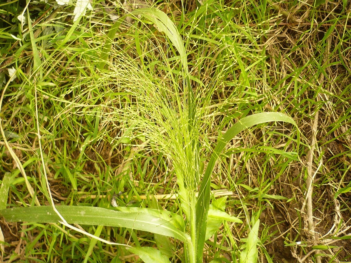 Panicum capillare (Poaceae)